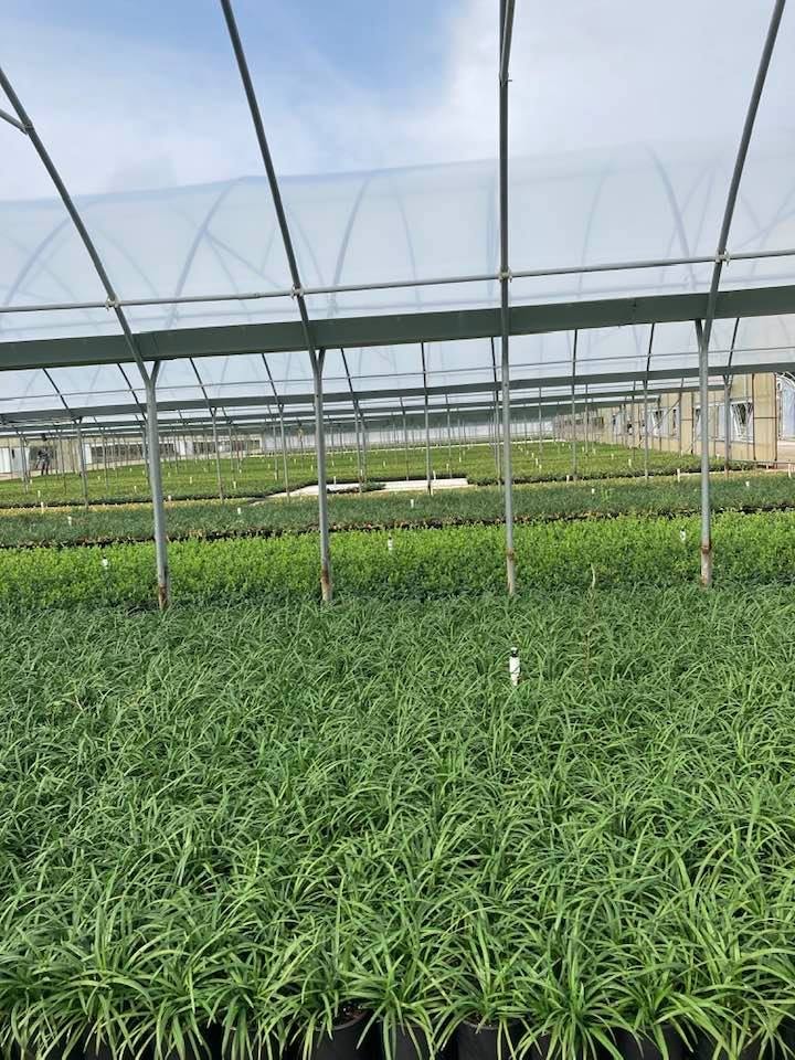 Greenhouse Grasses