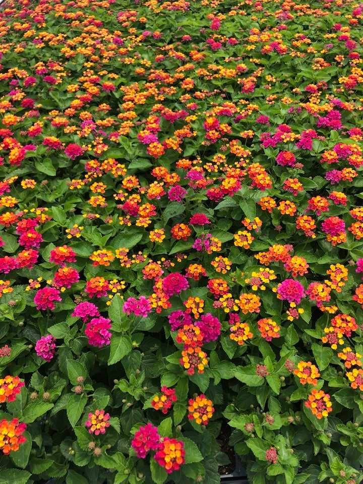 Lantana