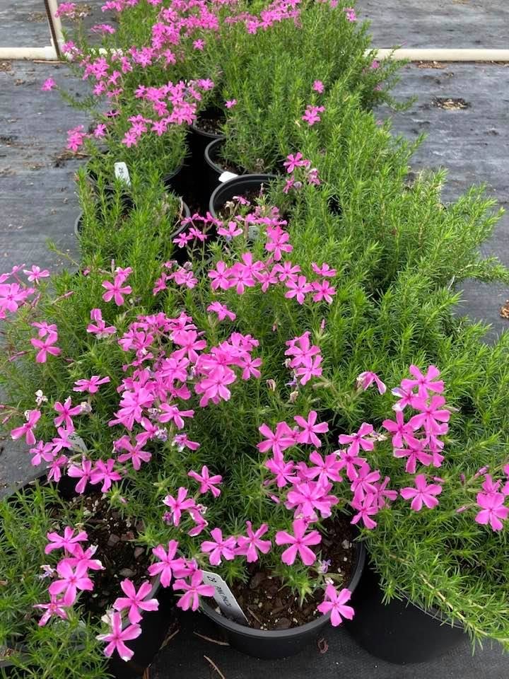 Pink Phlox