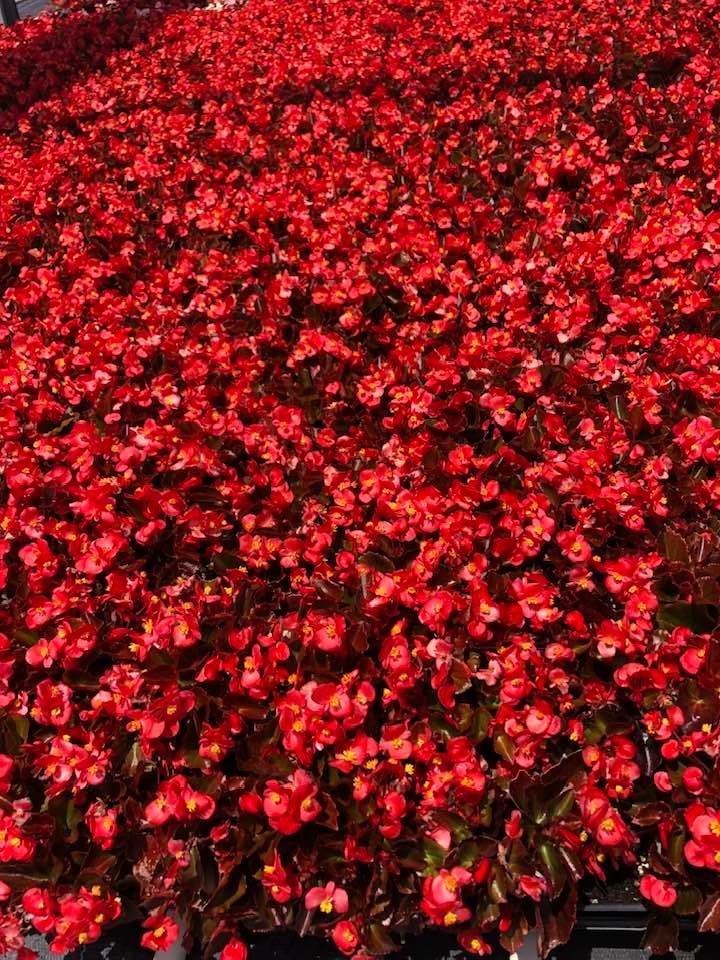 Red Begonias