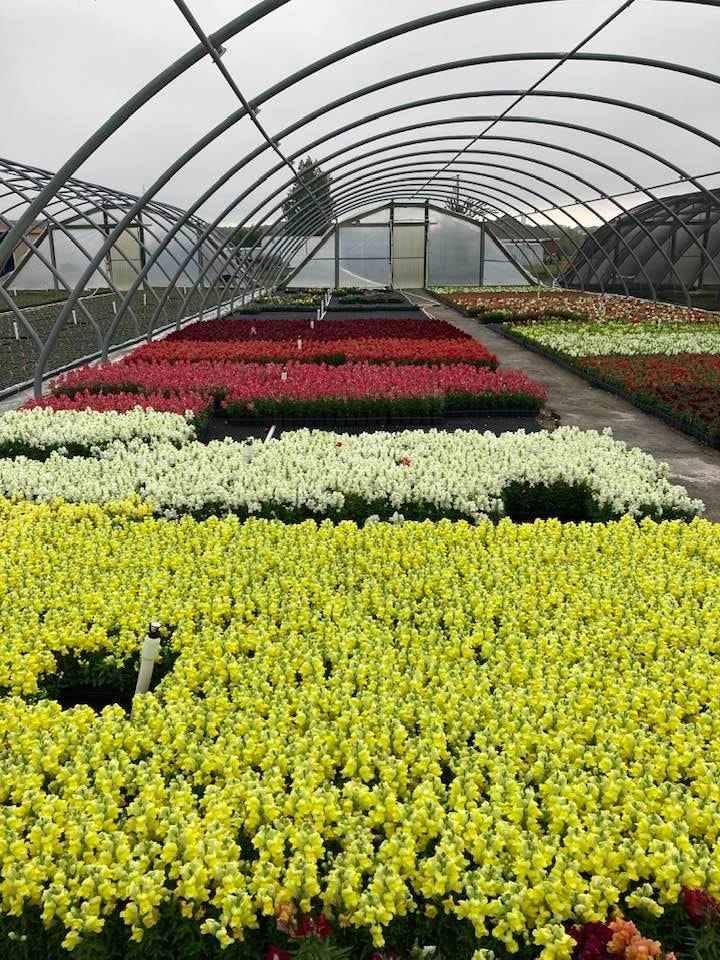 Snapdragons
