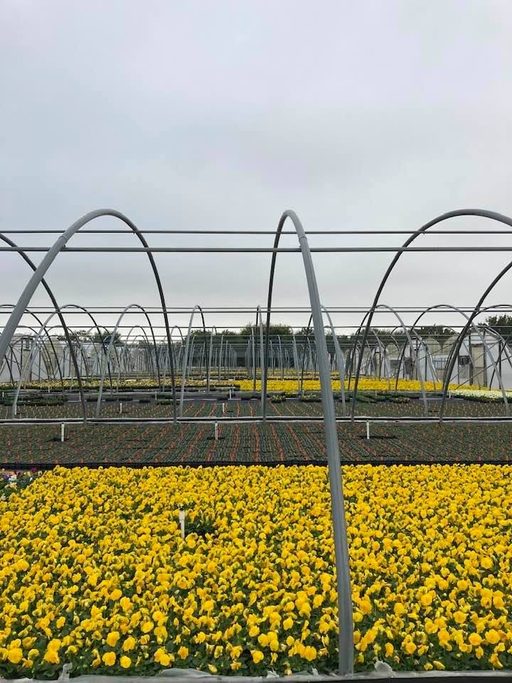Yellow Pansies