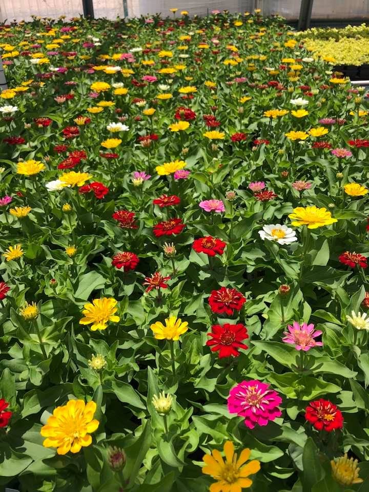 Zinnias